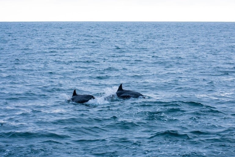dauphins